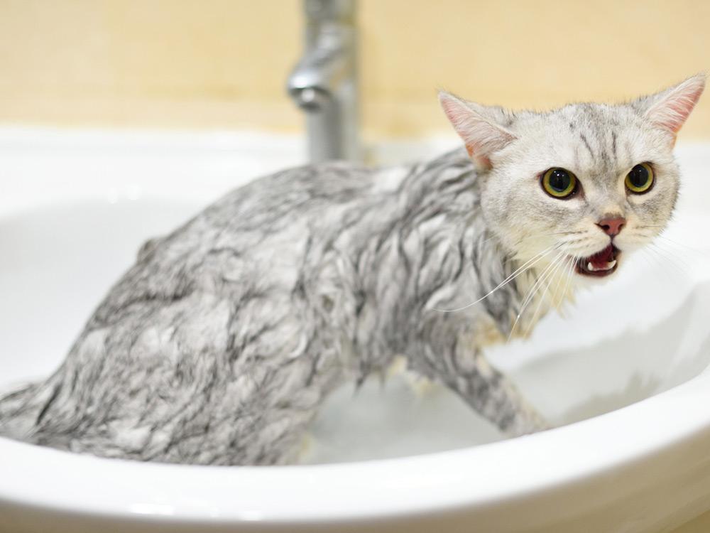 不愛洗澡的貓咪