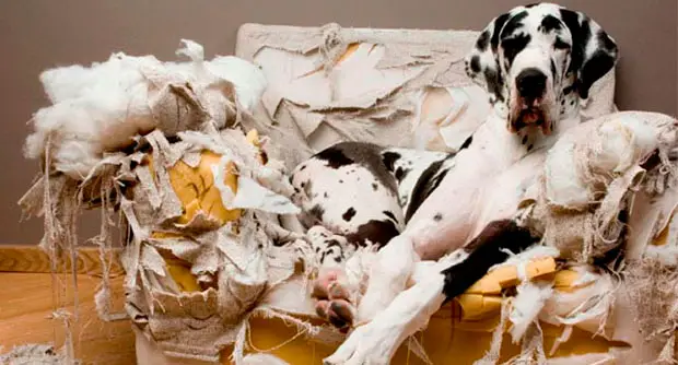 狗狗在家裡亂破壞