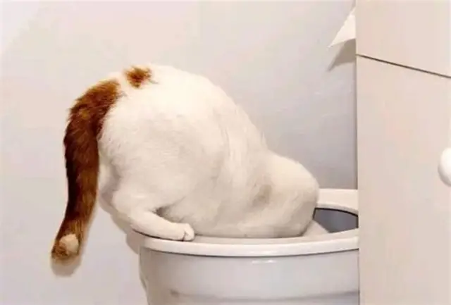 喝馬桶水的貓 貓咪不愛喝水